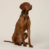william-walker-jacquard-nylon-hundehalsband-forest-dunkelgr-n image 7