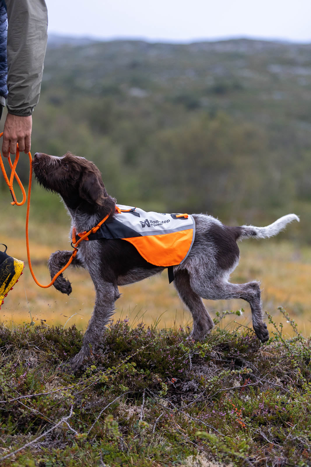 non-stop-dogwear-protector-cover-2-0-schutzweste-visibility image 8