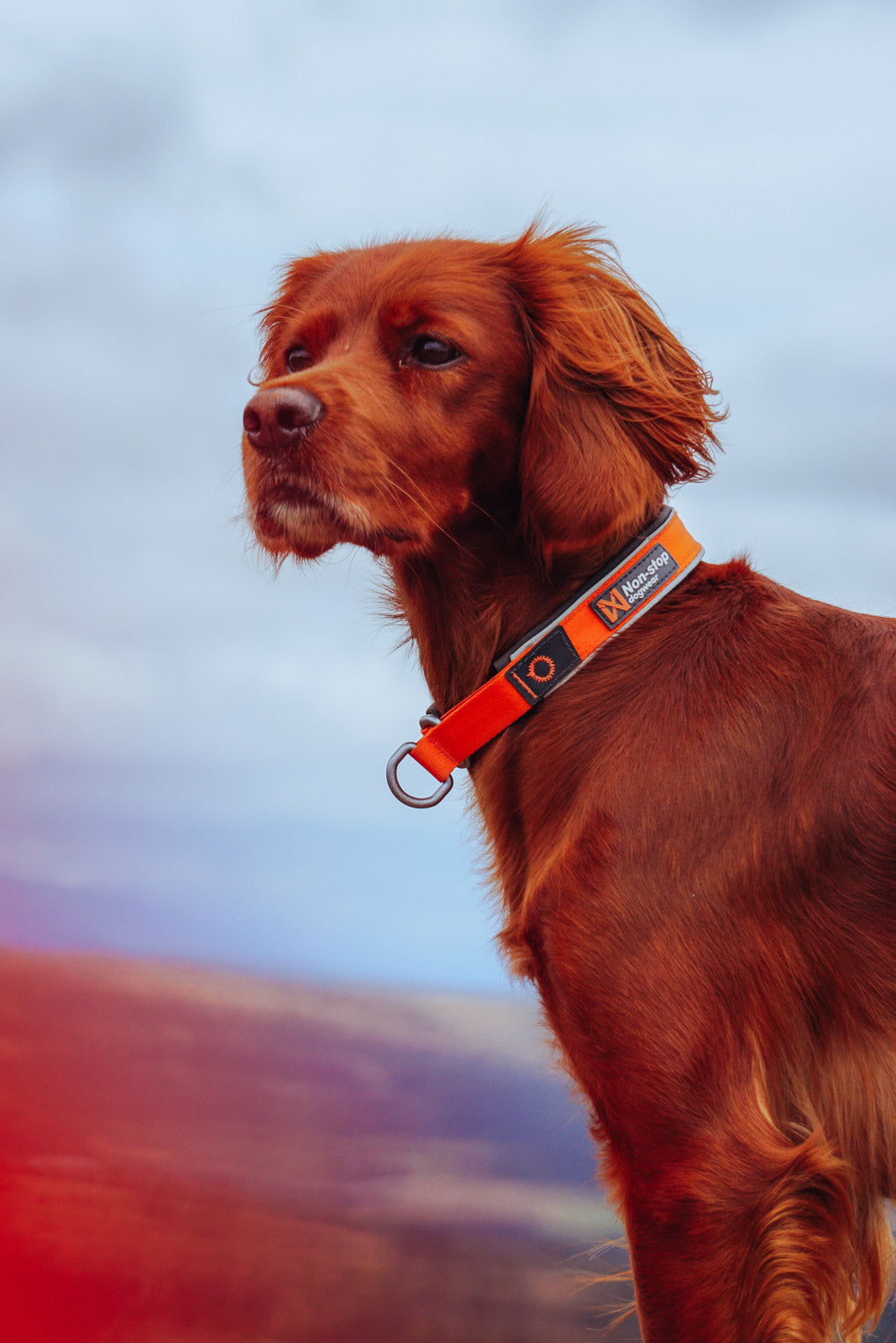 non-stop-dogwear-cruise-collar-zugstopp-halsband-gepolstert image 3