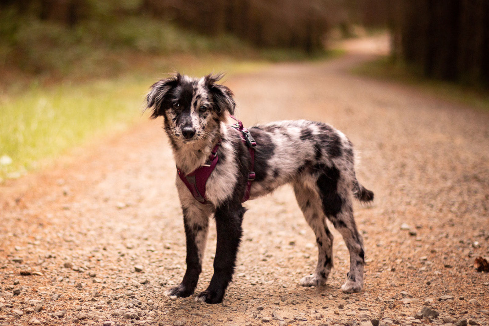 non-stop-dogwear-ramble-harness-alltagsgeschirr-verstellbar image 6