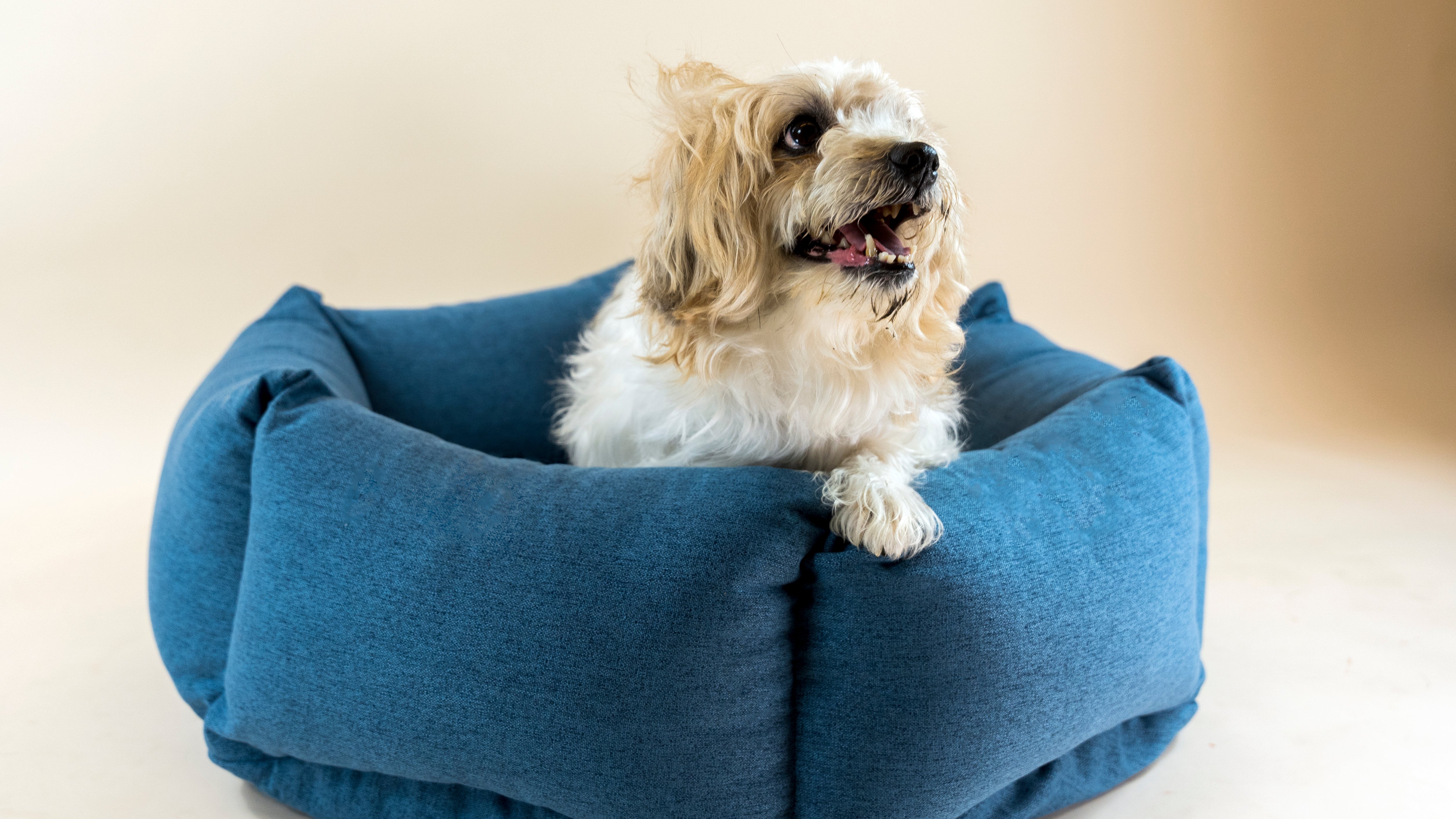 molly-and-stitch-the-nest-hundebett-shadow-grey image 6