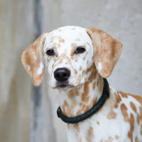 william-walker-twisted-dark-moss-leder-hundehalsband-dunkelgr-n-geflochten image 5