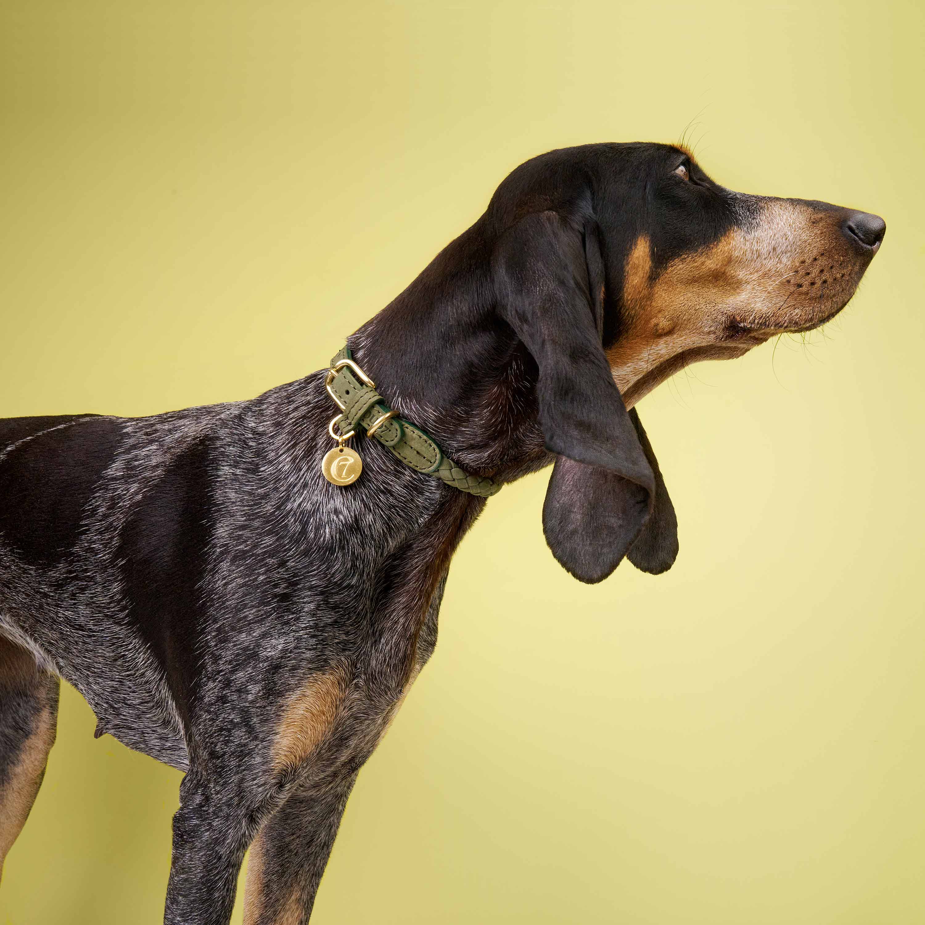 cloud7-ravello-hundehalsband-leder-moss image 3