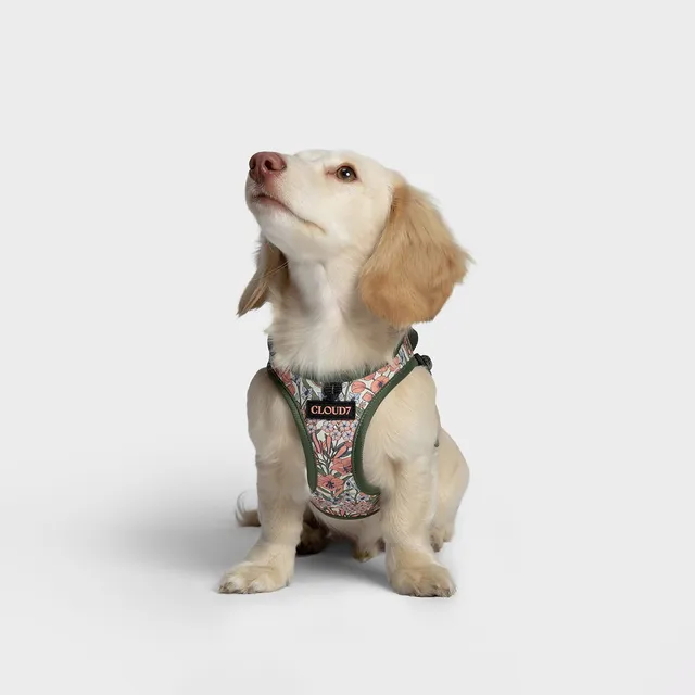 cloud7-westengeschirr-lttl-blossoms-f-r-welpen-und-kleine-hunde image 1