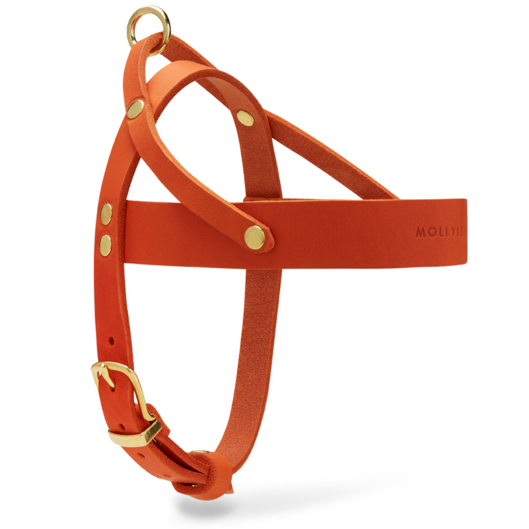 molly-and-stitch-butter-leather-hundegeschirr-mango image 2