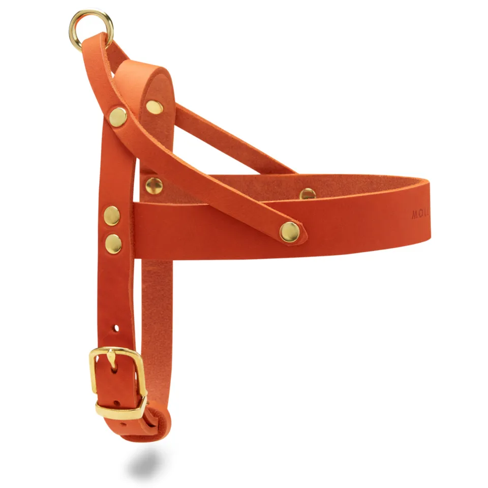 molly-and-stitch-butter-leather-hundegeschirr-mango image 1