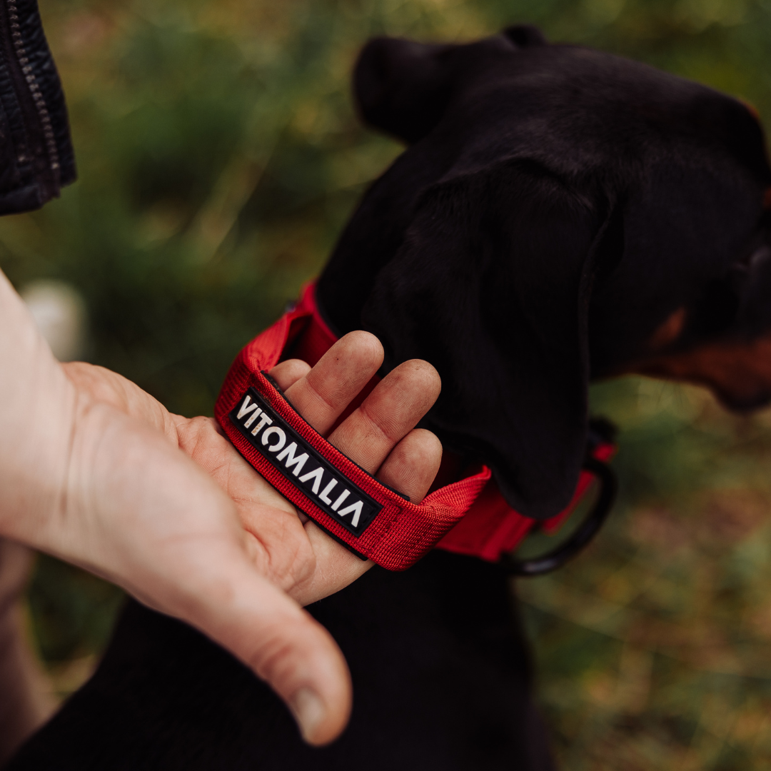vitomalia-extreme-edition-hundehalsband-bordeaux-sicherheitsverschluss-magnet-ha image 2