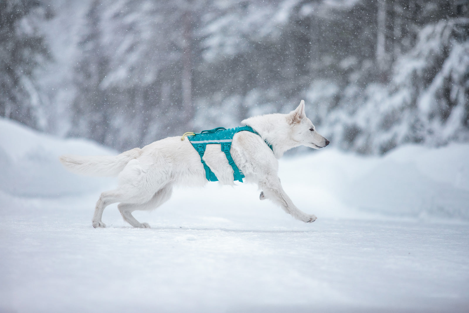non-stop-dogwear-ramble-harness-long-hundegeschirr image 4