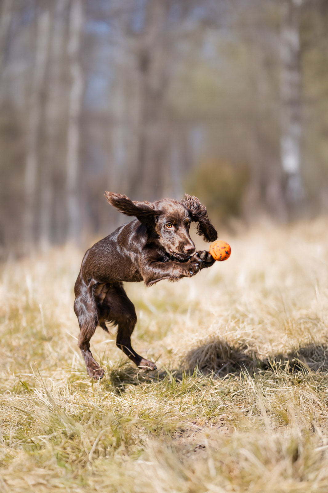 non-stop-dogwear-dog-ball-robuster-spielball-aus-naturkautschuk-bambus image 3