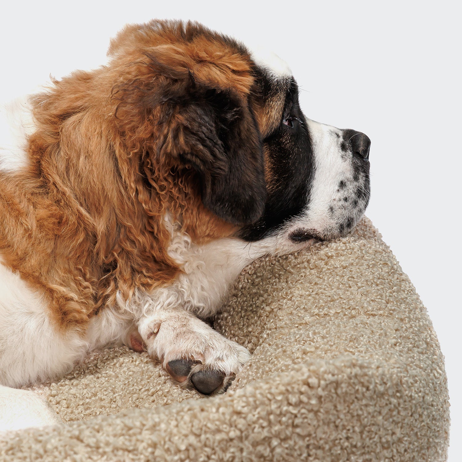 cloud7-hundebett-sleepy-deluxe-curl-cream image 3