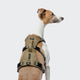 cloud7-y-safe-sicherheitsgeschirr-aktiv-khaki-grey image 3