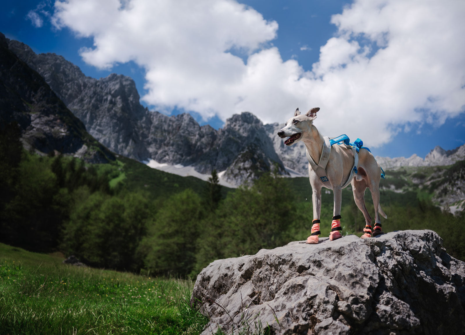 non-stop-dogwear-protector-light-socks-high-pfotenschutz image 2