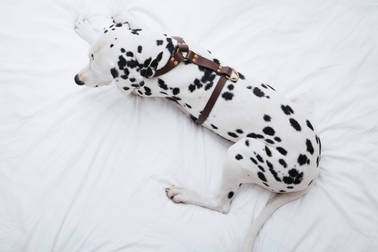 molly-and-stitch-butter-leather-y-geschirr-classic image 6