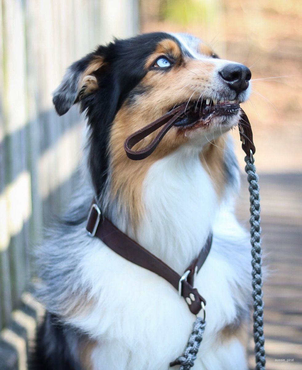 molly-and-stitch-touch-of-leather-retriever-hundeleine-grey image 3