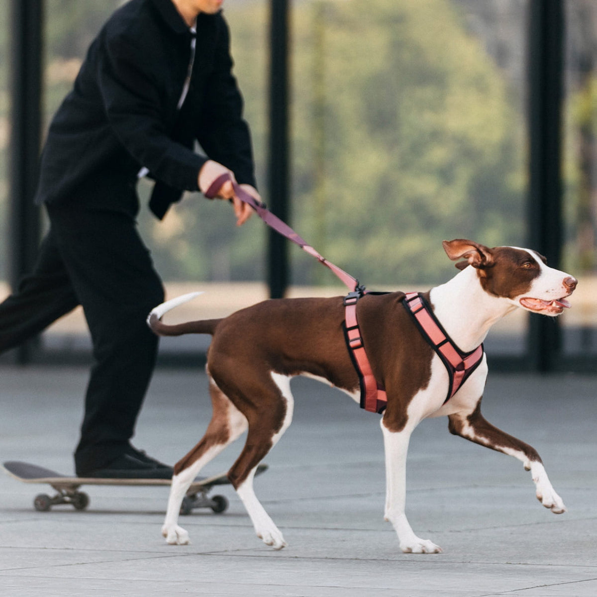 cloud7-aktiv-y-3-hundegeschirr-softshell-aubergine-soft-rose image 6