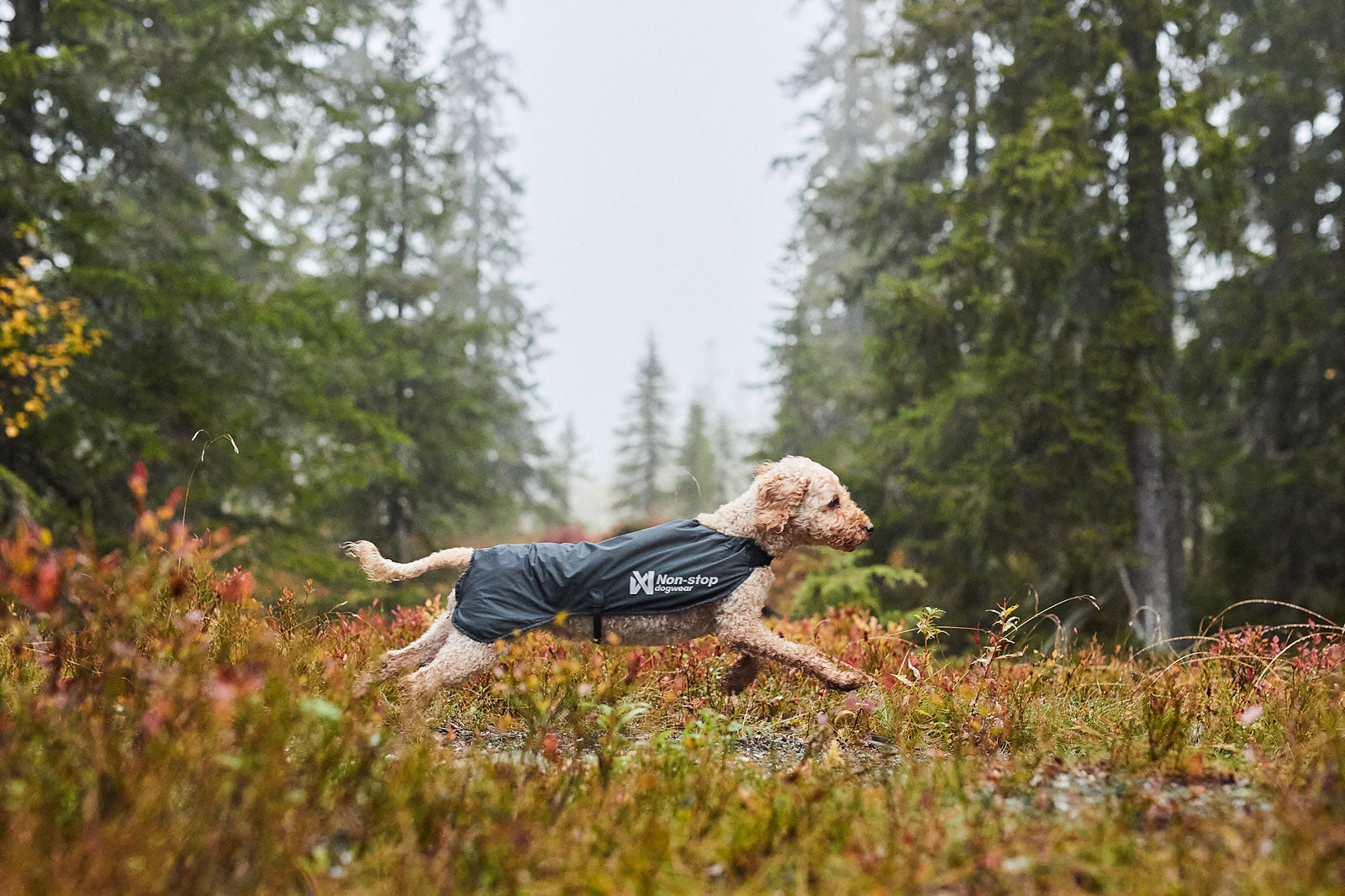 non-stop-dogwear-trail-light-dog-jacket-ultraleichte-packbare-hunde-regenjacke image 5