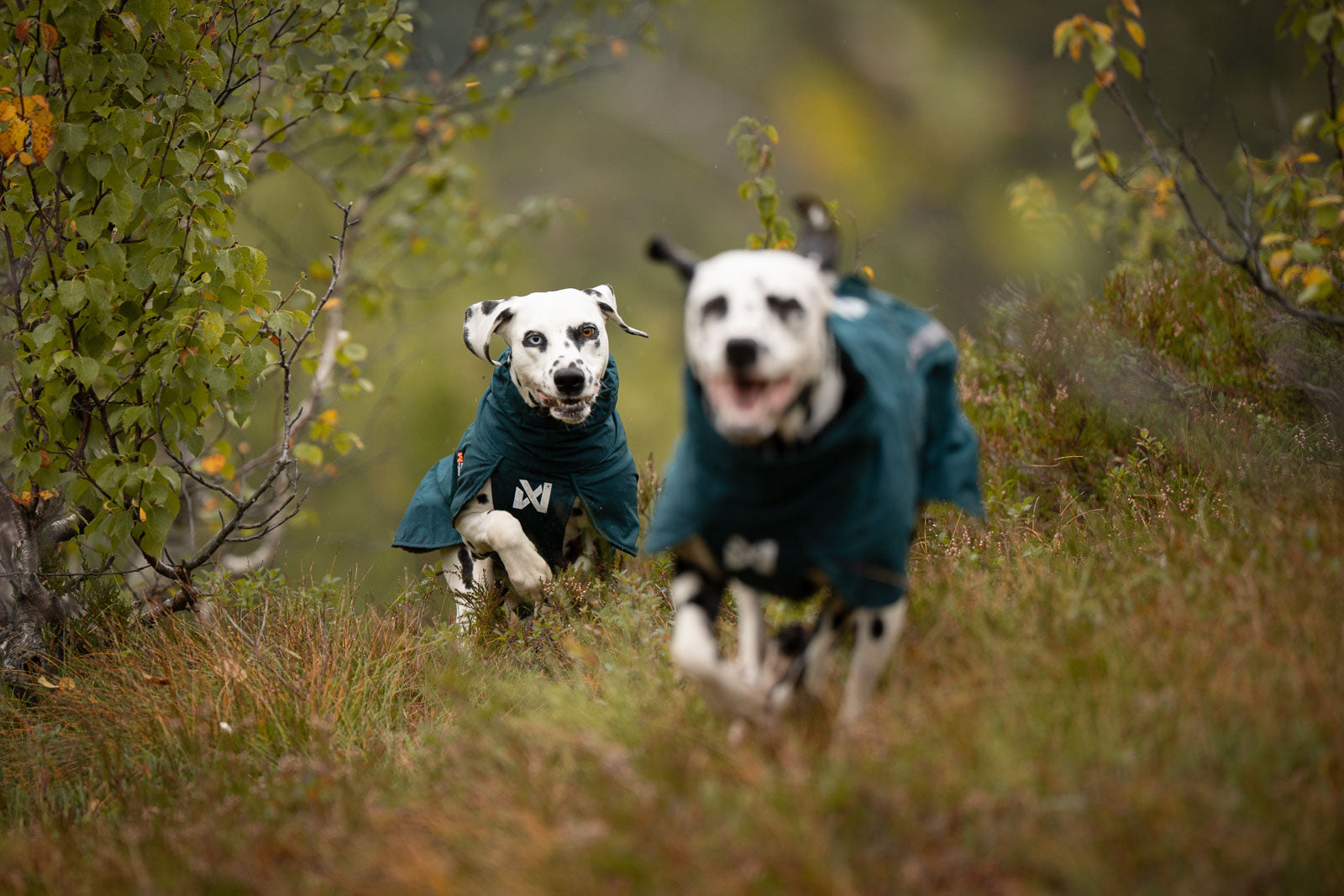 non-stop-dogwear-fjord-lined-raincoat-gef-tterter-hunderegenmantel image 3
