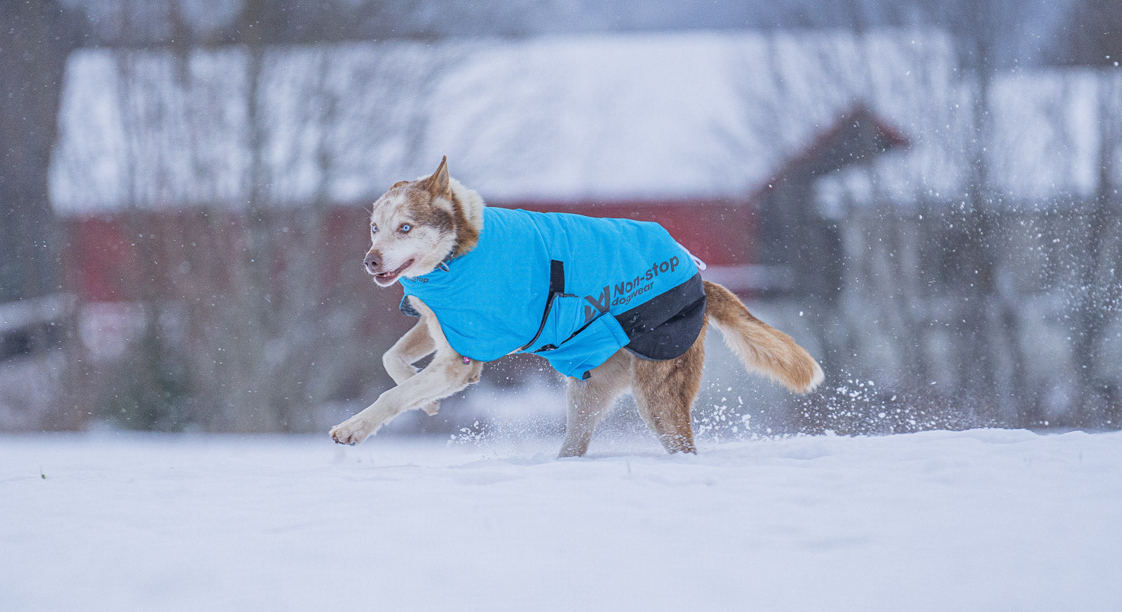non-stop-dogwear-long-distance-light-jacket-hundemantel image 4