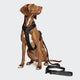 cloud7-l-2-jogging-leine-aktiv-black-elastische-sportleine image 2