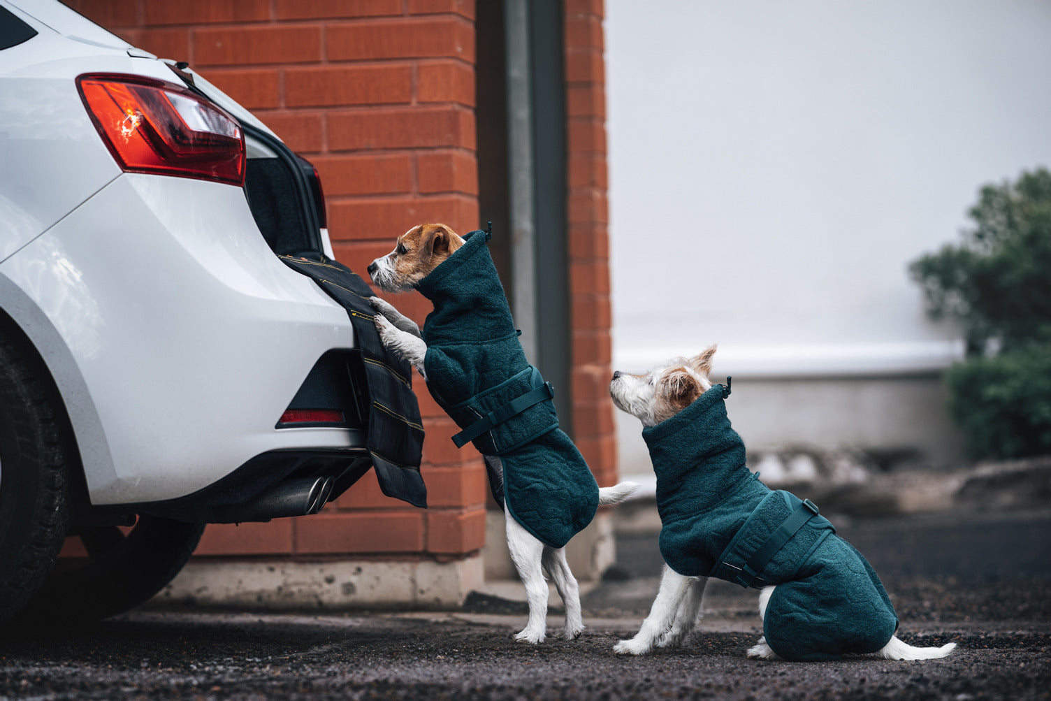 non-stop-dogwear-drying-coat-trockenmantel-hund image 5