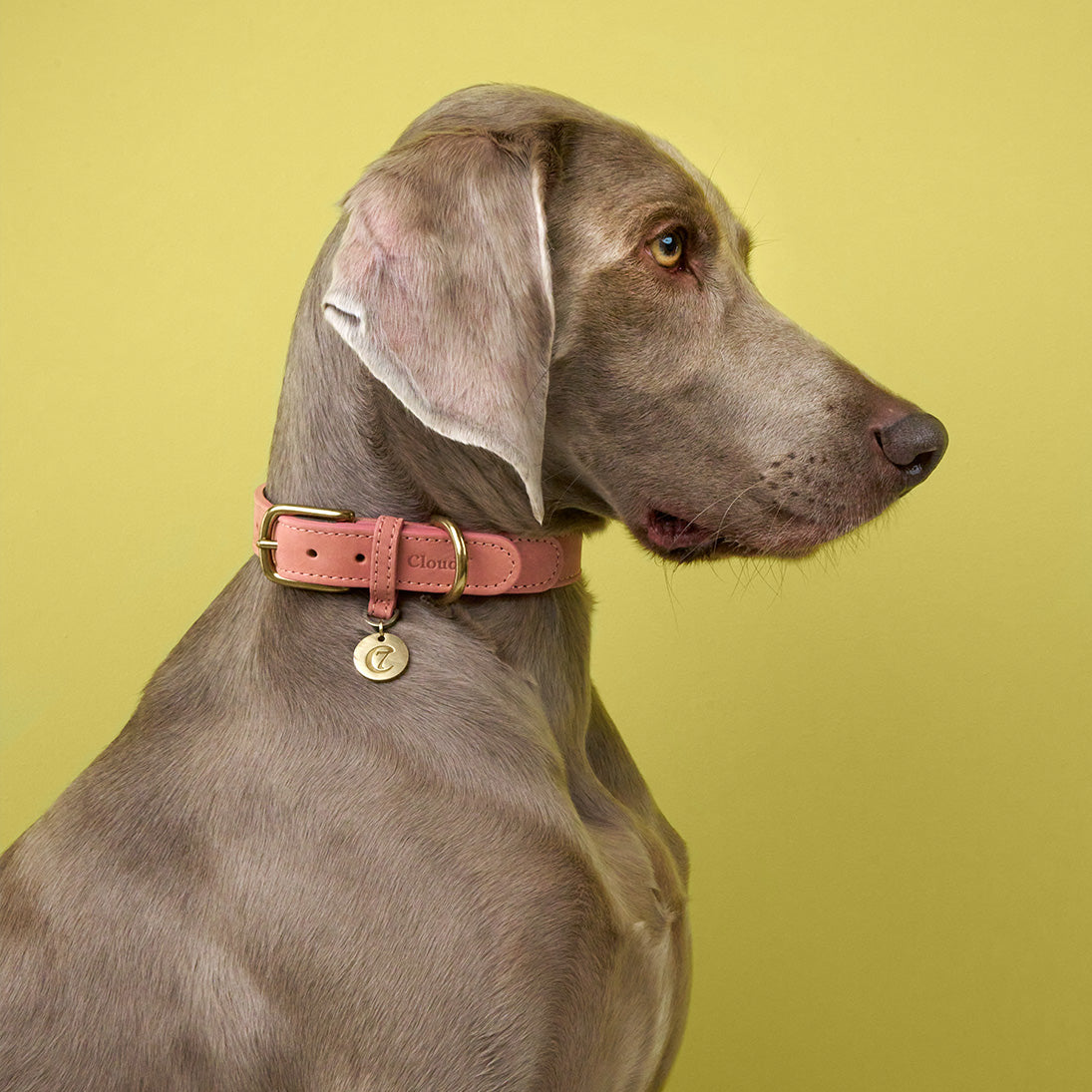 cloud7-tiergarten-hundehalsband-peach-nubukleder image 2