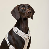 william-walker-y-hundegeschirr-sand-beige image 8