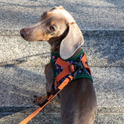 cloud7-holly-park-step-in-hundegeschirr-kleine-hunde image 2