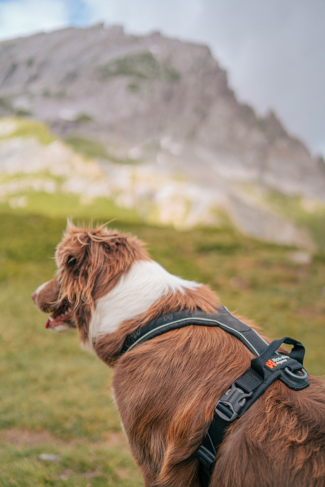 non-stop-dogwear-line-harness-grip-hundegeschirr image 2