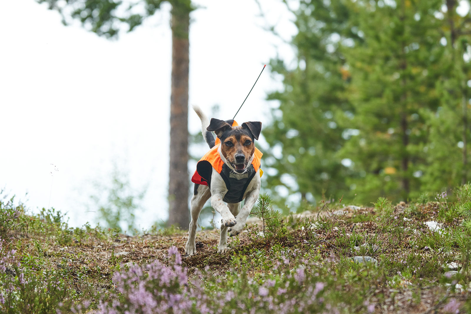 non-stop-dogwear-protector-vest-gps-schutz-jagdweste-orange image 4