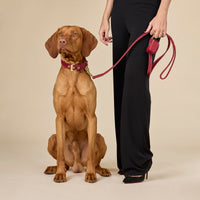 william-walker-luxe-wildleder-hundeleine-lambrusco-bordeauxrot image 6