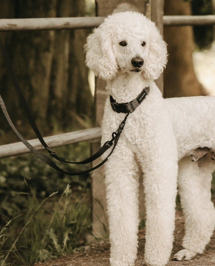 molly-and-stitch-soft-rock-verstellbare-leine-grau image 6