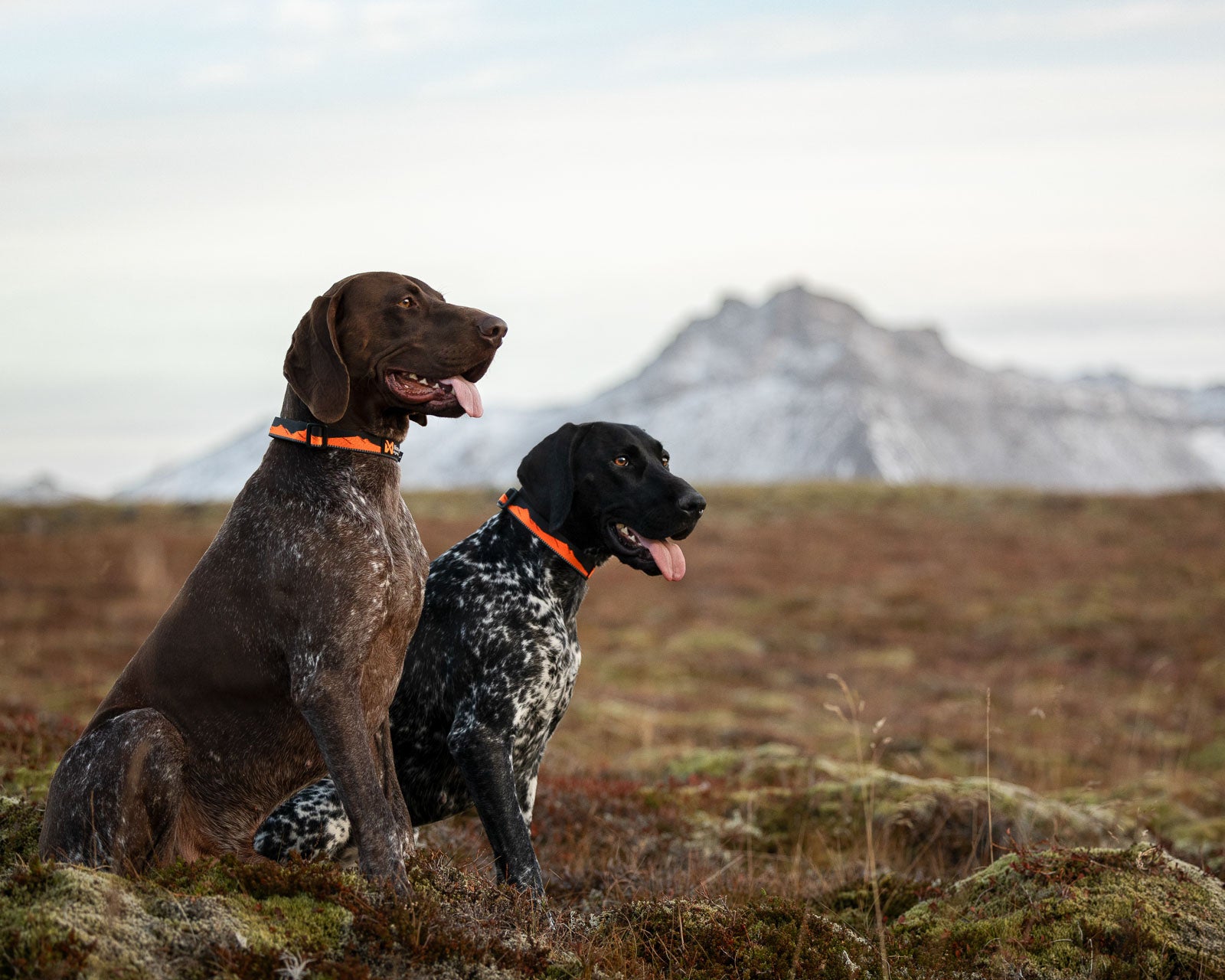 non-stop-dogwear-trail-quest-collar-leichtes-outdoor-halsband image 4