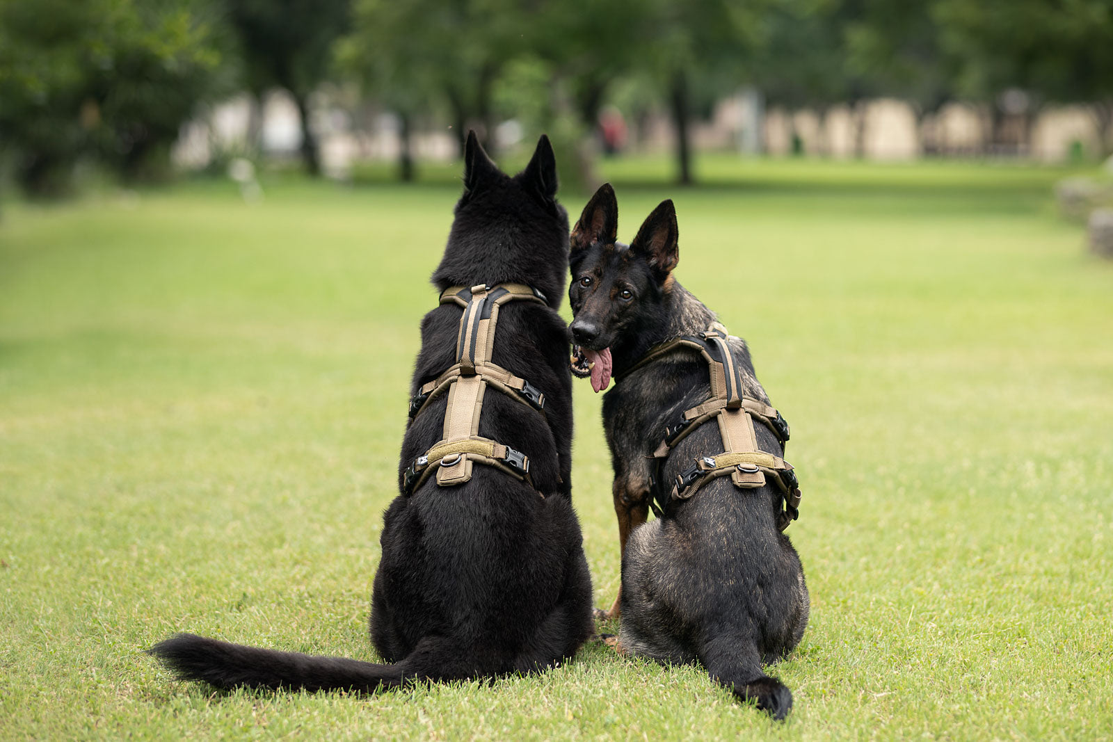 non-stop-dogwear-line-harness-long-wd-arbeitshundegeschirr image 3