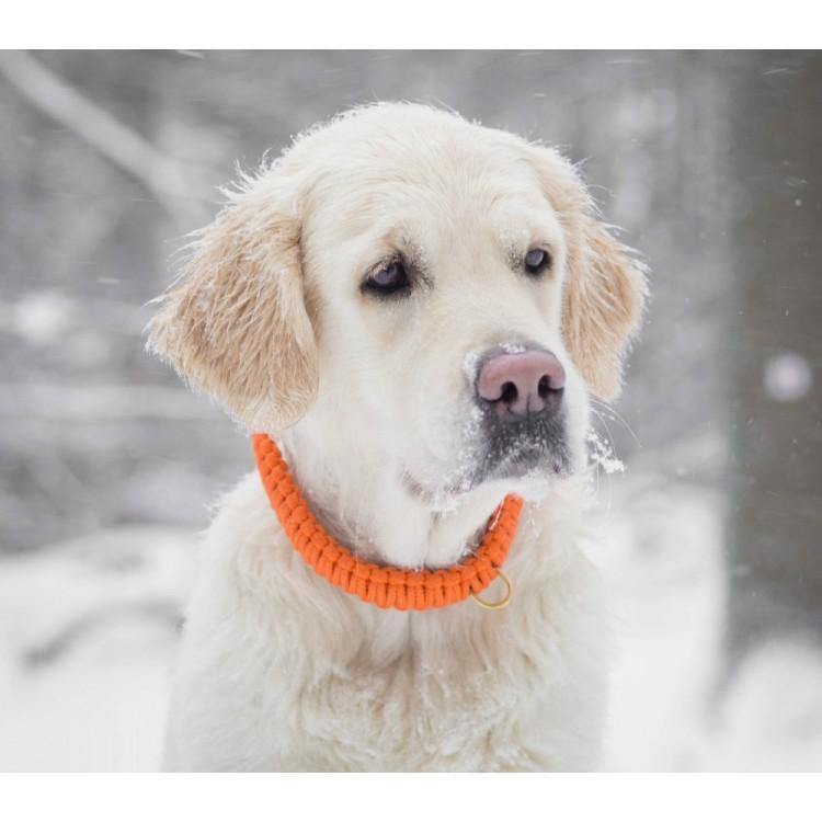 molly-and-stitch-touch-of-leather-hundehalsband-pumpkin image 4