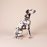william-walker-florence-leder-hundehalsband-limited-crazy-horse-leather-braun image 7