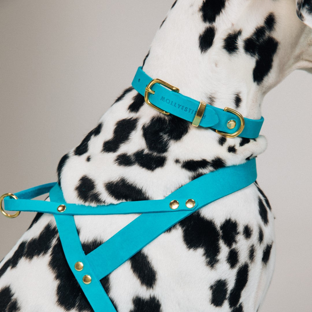 molly-and-stitch-butter-leather-hundegeschirr-fiji-blue image 8