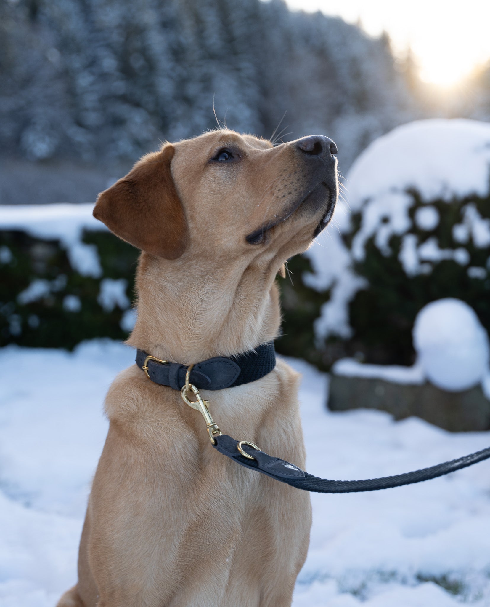 molly-and-stitch-serrana-hundehalsband-denim image 5
