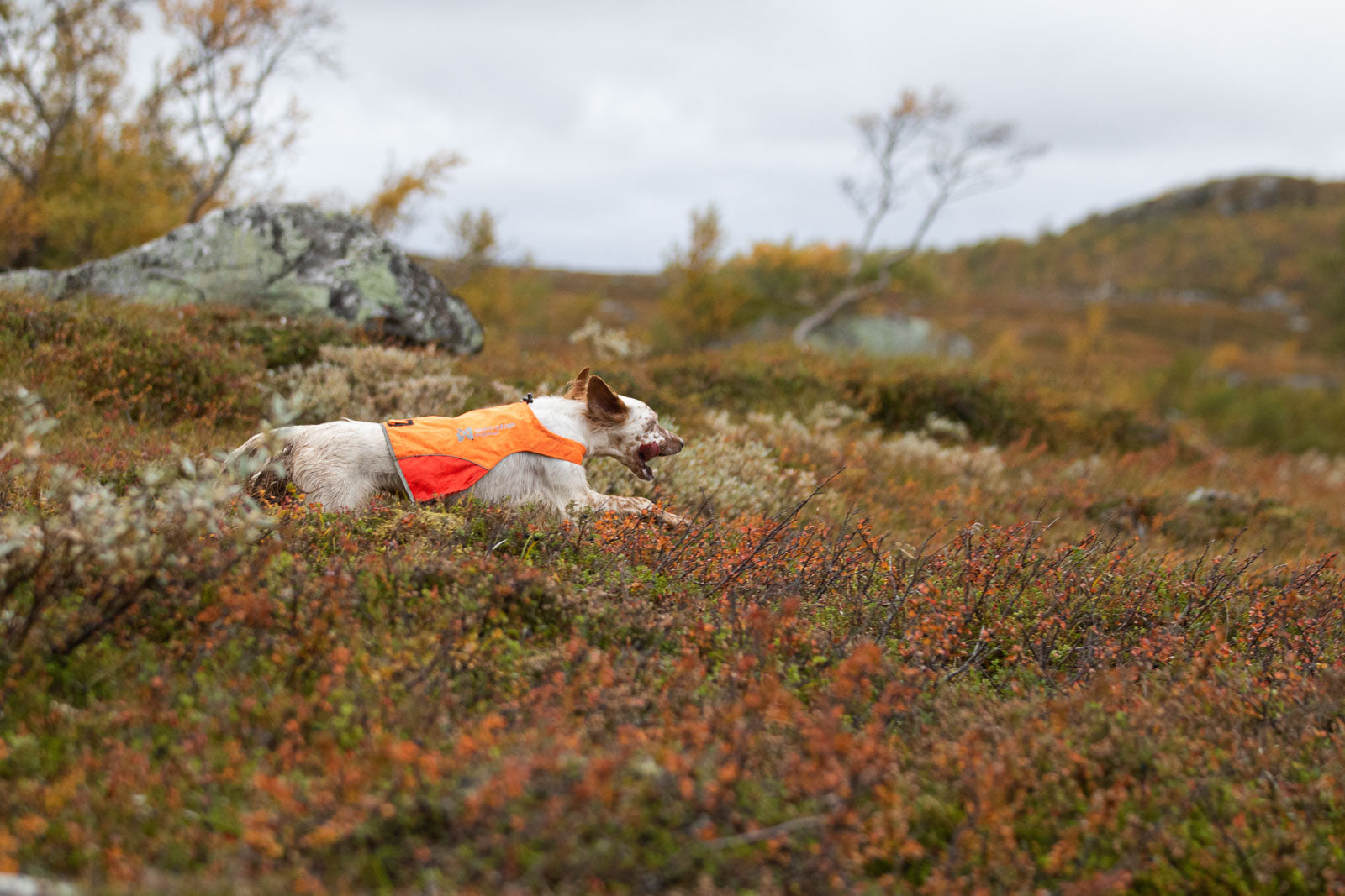 non-stop-dogwear-protector-cover-jagdweste-ripstop image 5