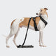 cloud7-aktiv-softshell-y-3-hundegeschirr-black image 5