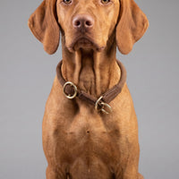 william-walker-rundes-zugstopp-halsband-aus-leder-hundehalsband image 7