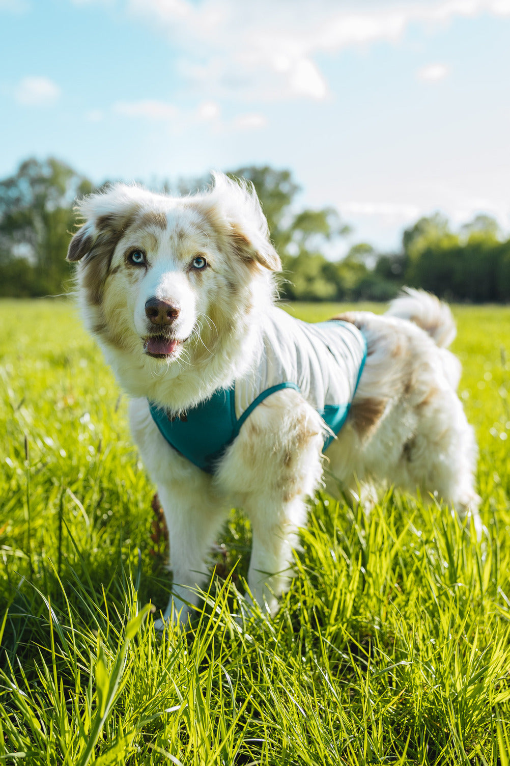 non-stop-dogwear-cooling-pull-on-weste-hund-k-hlweste image 2
