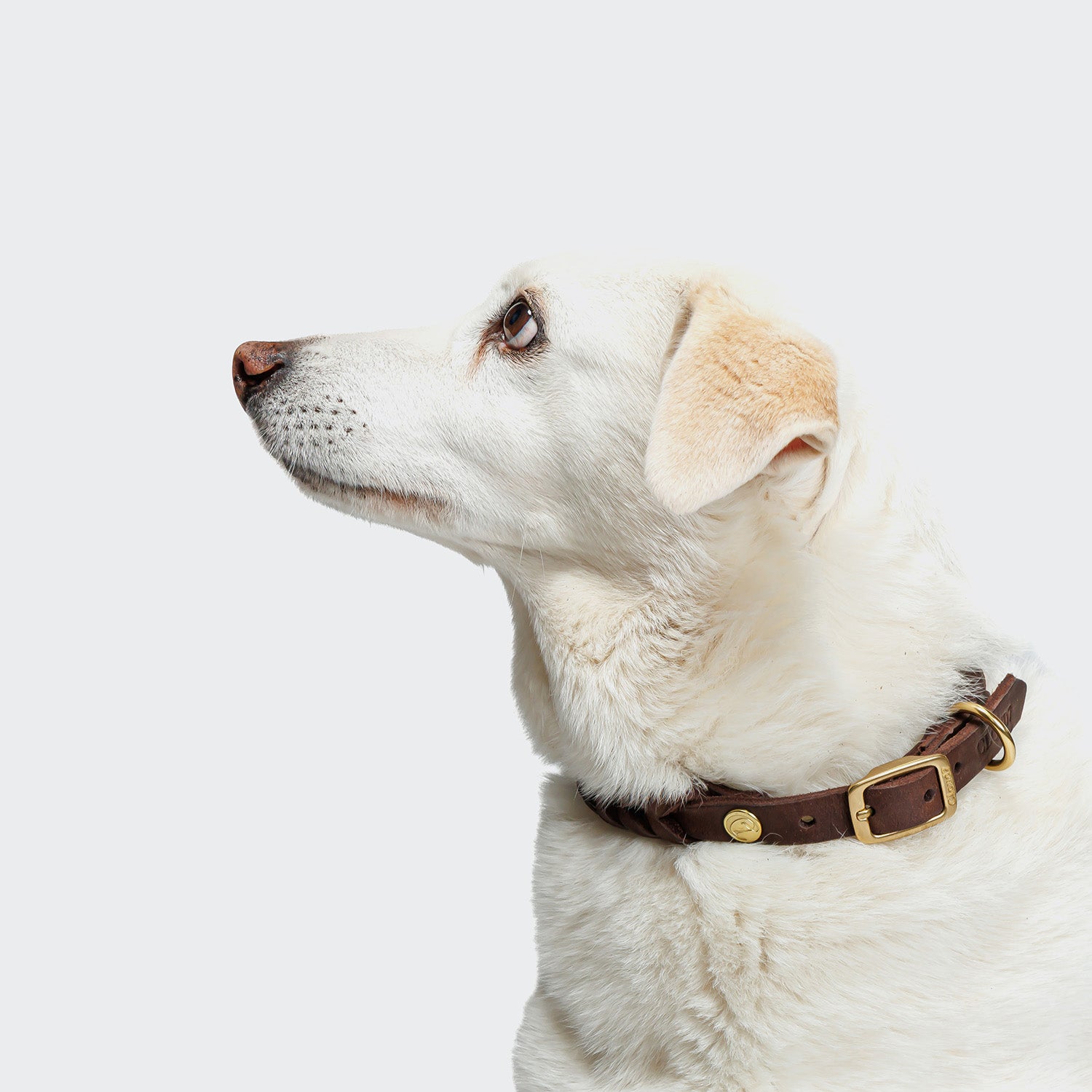 cloud7-hundehalsband-central-park-saddle-brown-gold-fettleder-halsband-geflochte image 1