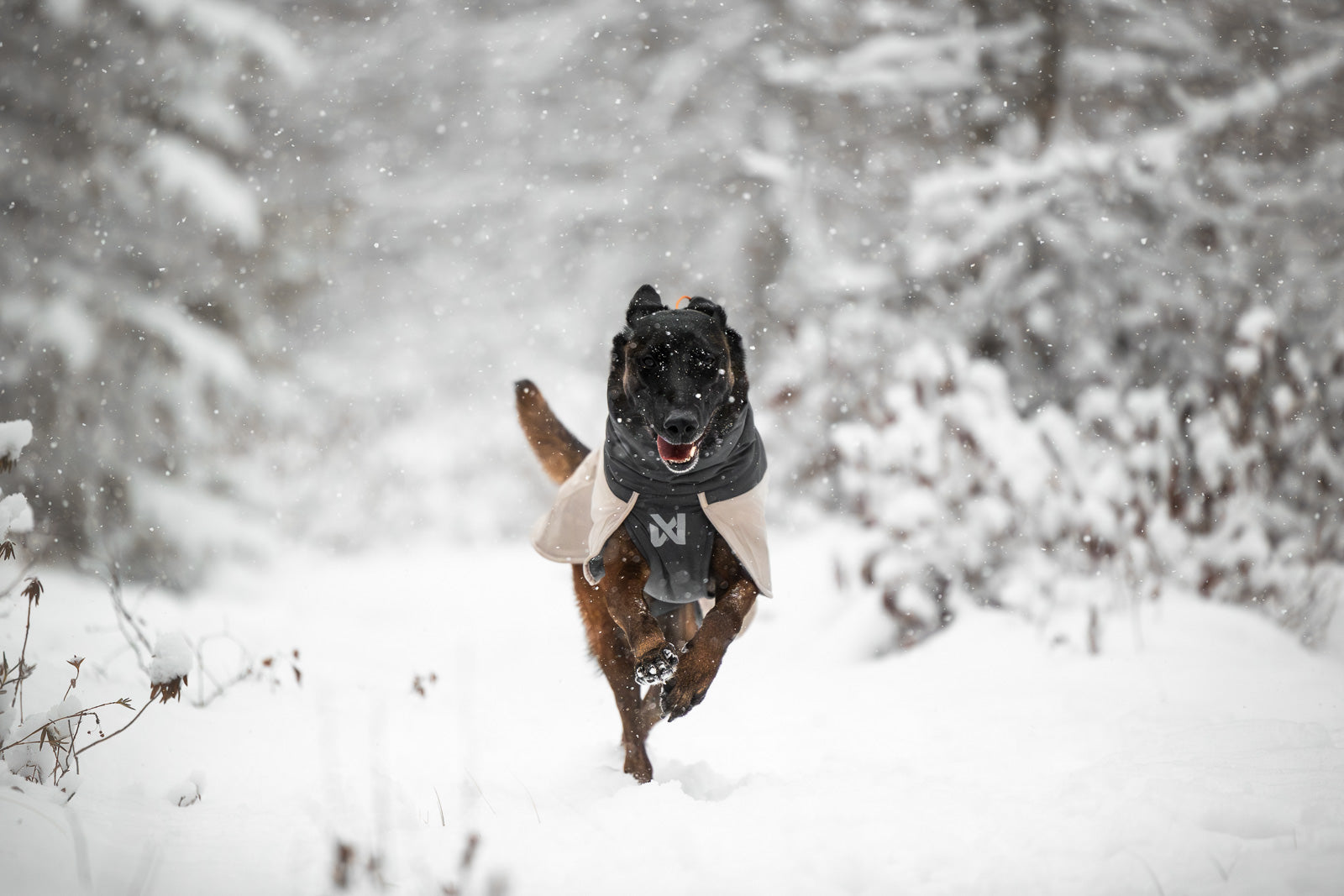 non-stop-dogwear-glacier-wool-jacket-3-0-isolierte-hundemantel-winterjacke image 5