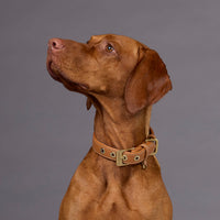 william-walker-glattleder-hundehalsband-caramel-braun image 7