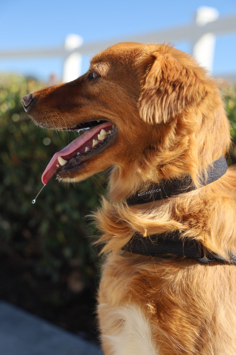 molly-and-stitch-soft-rock-hundehalsband-black image 3