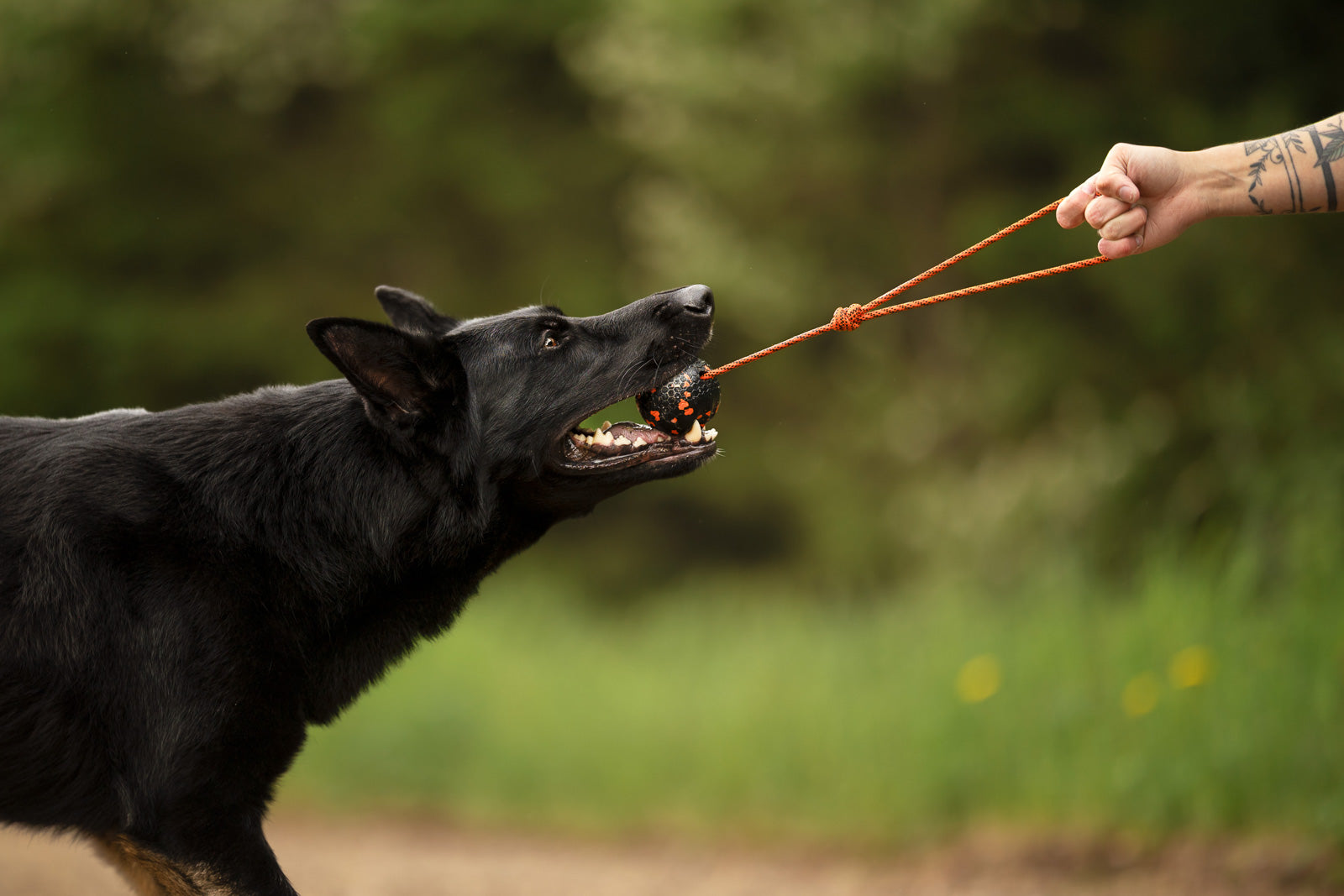 non-stop-dogwear-dog-ball-on-rope-spielball-mit-seil image 3