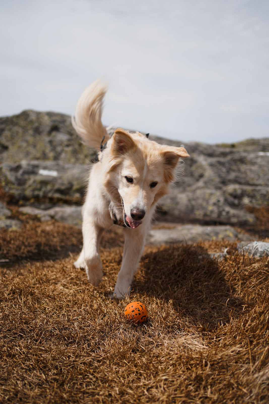 non-stop-dogwear-dog-ball-robuster-spielball-aus-naturkautschuk-bambus image 2