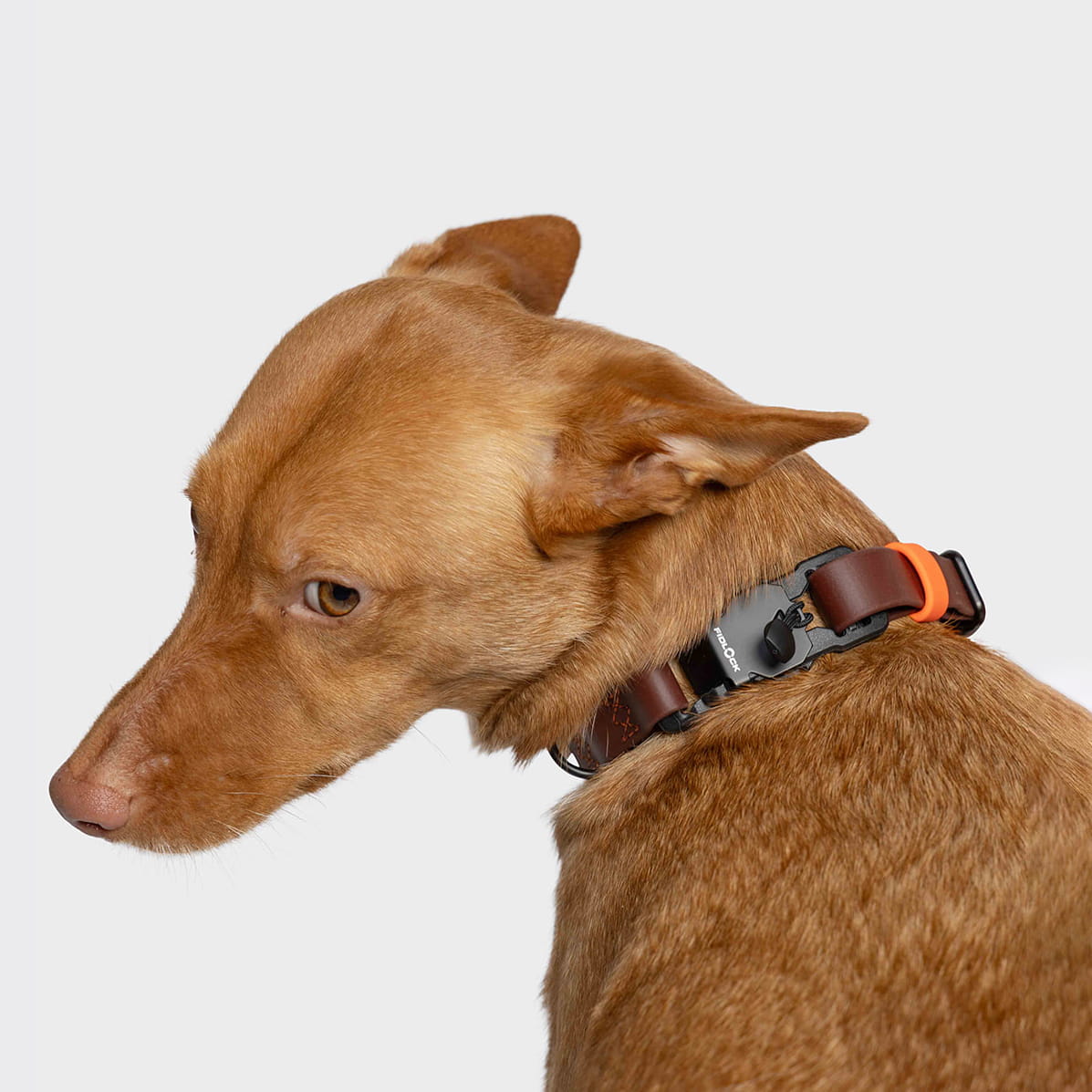 cloud7-hundehalsband-biothane-ipanema-dark-aubergine-magnetverschluss image 2