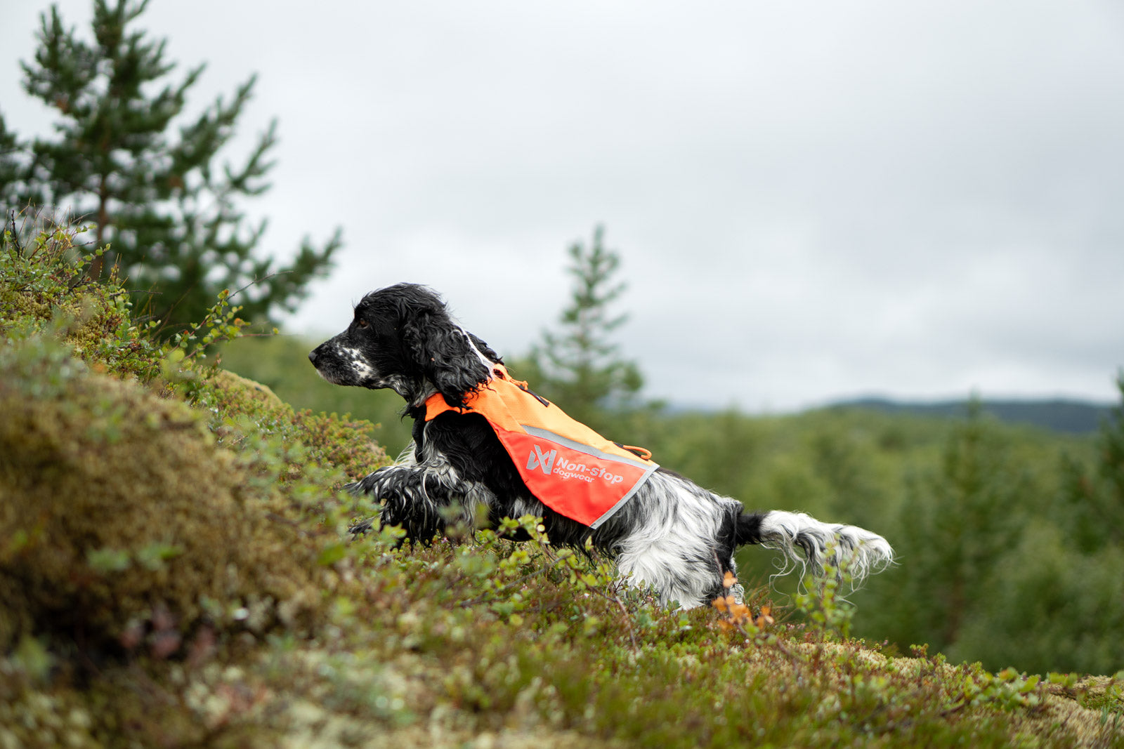non-stop-dogwear-protector-vest-2-0-schutz-und-sichtbarkeitsweste-f-r-hunde image 4
