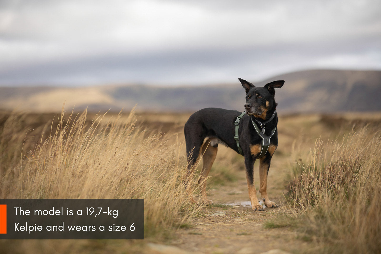 non-stop-dogwear-line-harness-5-0-hundegeschirr image 7